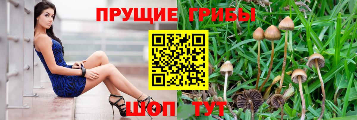 Кизилюрт  закладка  Вход с VPN  Галлюциногенные грибы ЛСД  Галлюциногенные грибы Psilocybe 